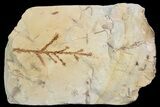 Detailed Fossil Plant (Taxodium) - Montana #92594-1